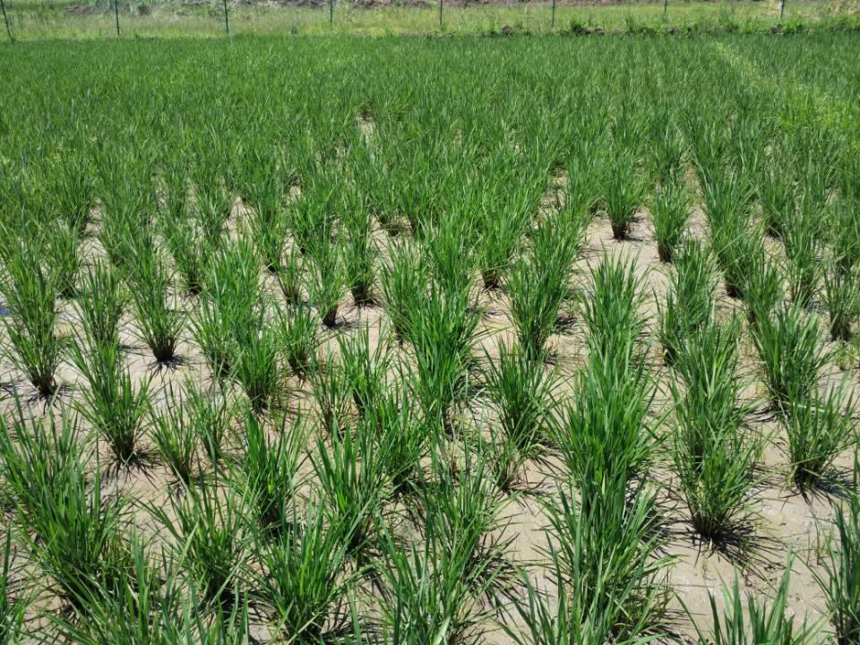 安哥拉馬塔拉農業項目種植水稻