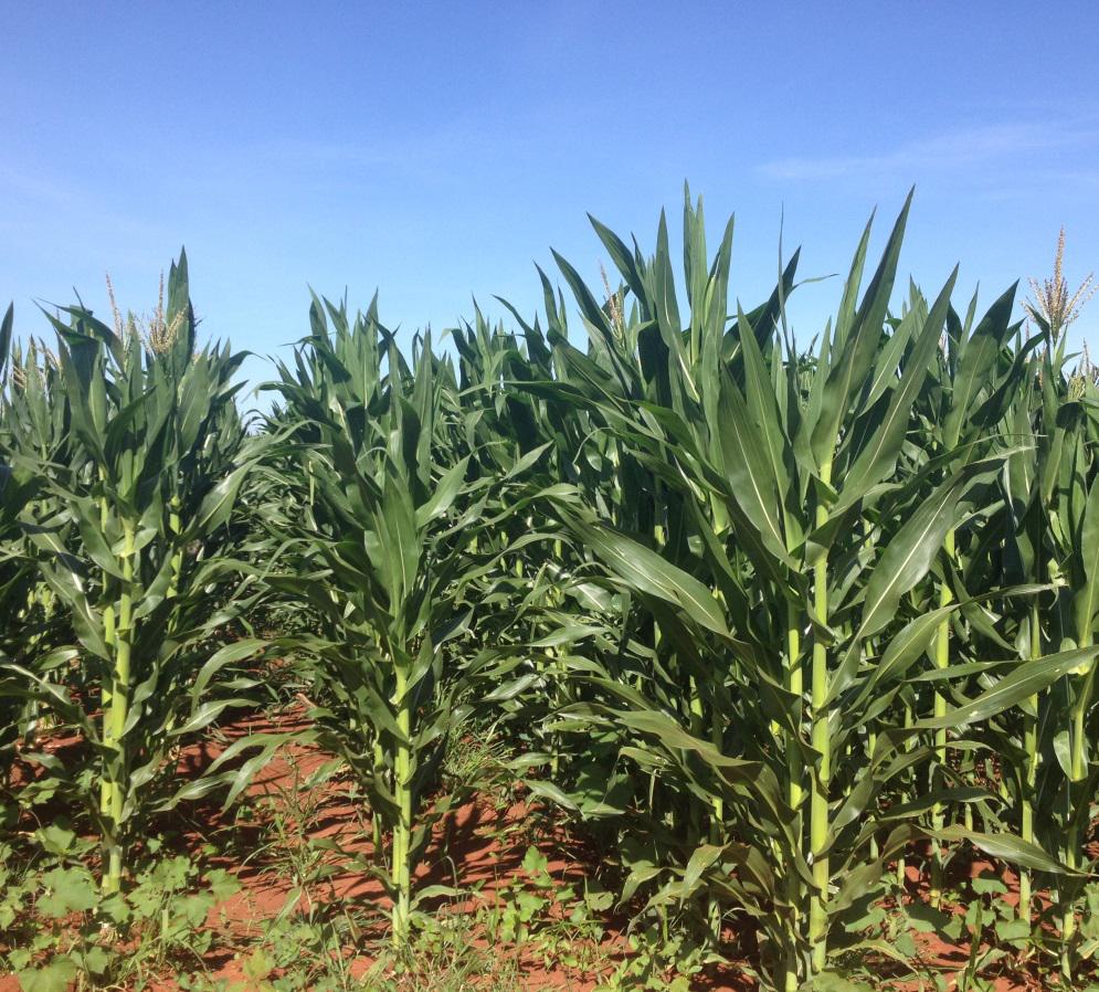 安哥拉馬塔拉農業項目種植玉米